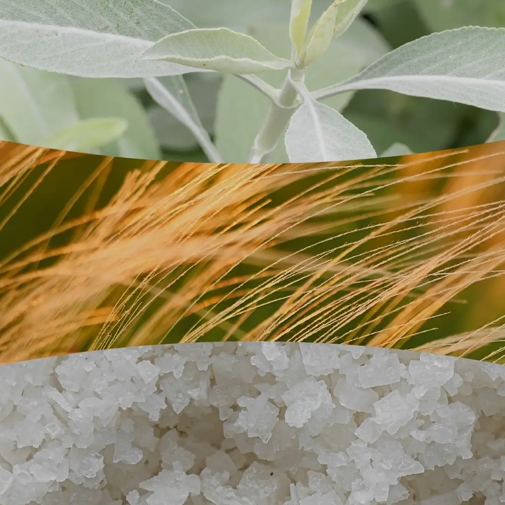 Sagewood & Seagrass.webp