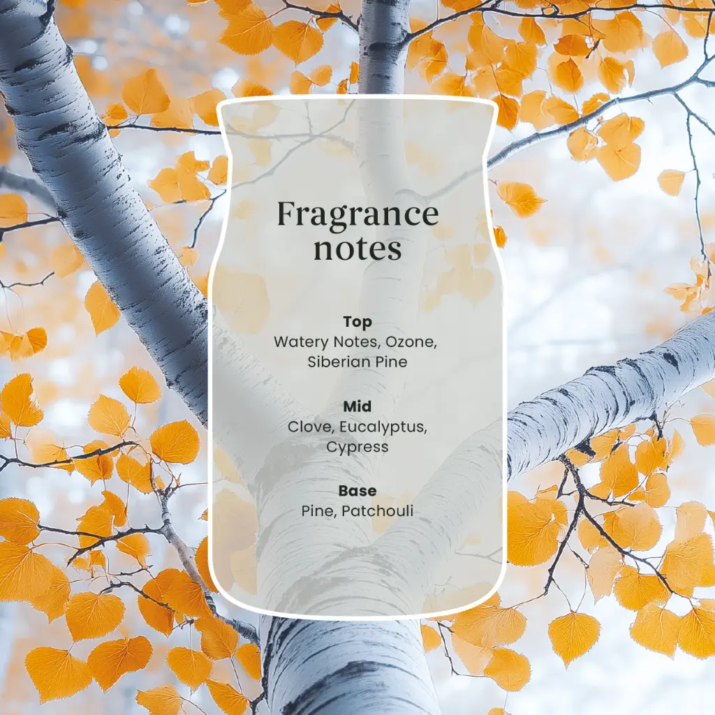 YC-PDP-SilverBirch-Candle-FragranceNotes-UK.webp
