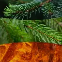 Fraser_Fir.webp