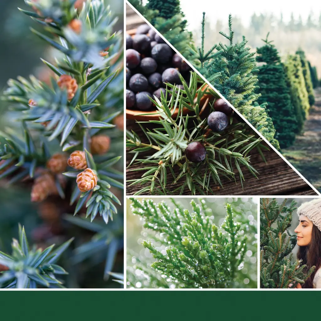 1062314E_YC_Balsam + Cedar_Large Original Jar_Fragrance 2D.webp