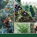 1062314E_YC_Balsam + Cedar_Large Original Jar_Fragrance 2D.webp