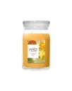 YC Starfruit & Sunshine Large